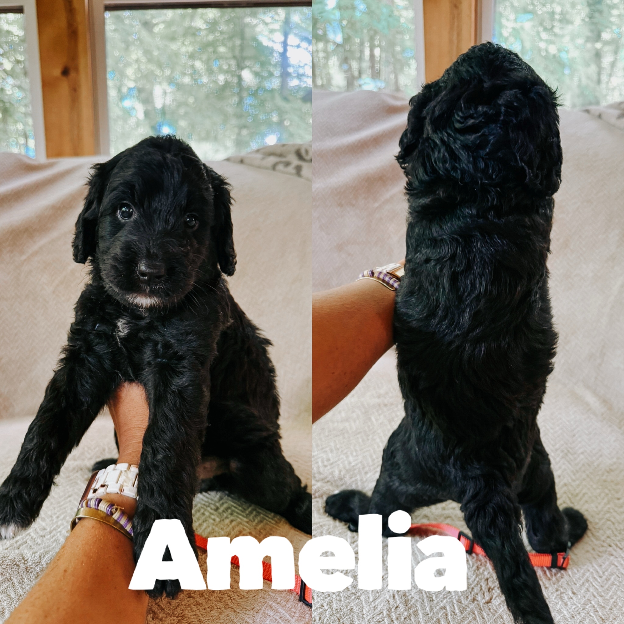 Amelia  1